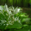 ail des ours