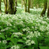 Ail des ours - Allium ursinum