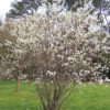 Amelanchier canadensis