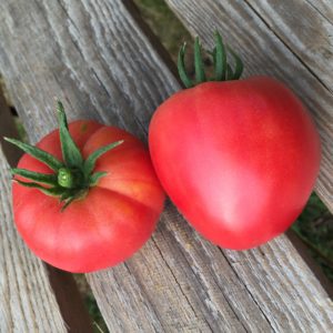 Tomate ‘Coeur de Boeuf rose’ BIO