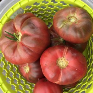 Tomate ‘Noire de Crimée’ BIO