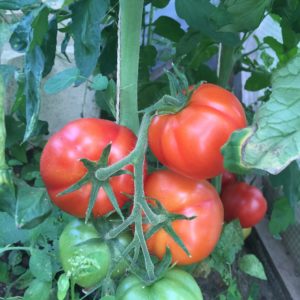 Tomate ‘Saint Pierre’ BIO
