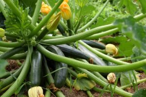 courgette Black Beauty vert de Milan