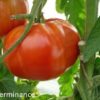 tomate super marmande