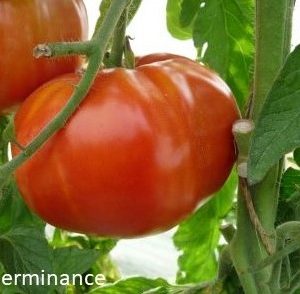 Tomate ‘Coeur de boeuf’ BIO
