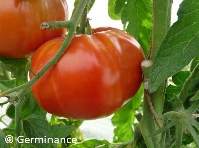 tomate super marmande