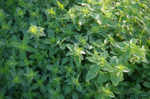 marjolaine officinale