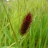 Pennisetum ‘Red Buttons’ (1)