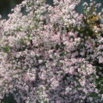 Aster 'Lady in Black'