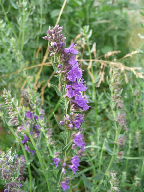 Hysope officinale