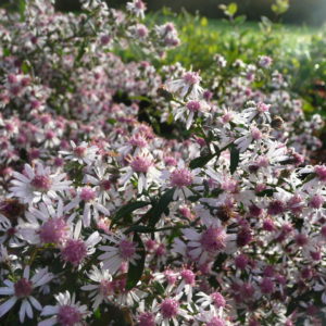 Aster lateriflorus ‘Lady in Black’