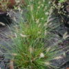 Pennisetum alopecuroides 'Little Bunny'