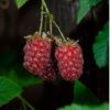 Tayberry