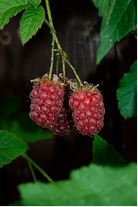 Mûroise bio Tayberry
