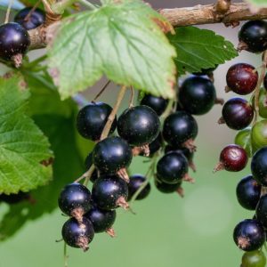 Cassis bio ‘Noir de Bourgogne’ – C3L BIO