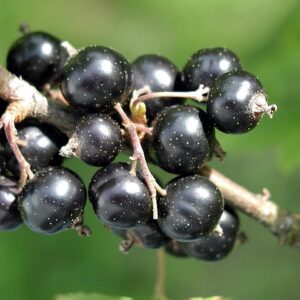 Cassis ‘Blackdown’ BIO