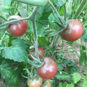Tomate ‘Black Cherry’ BIO