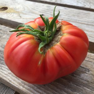 Tomate ‘Marmande’ BIO