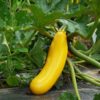 courgette gold rush