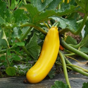Courgette ‘Gold Rush’ BIO