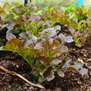 Laitue à couper ‘Feuille de Chêne rouge’ BIO