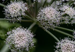 Angélique officinale
