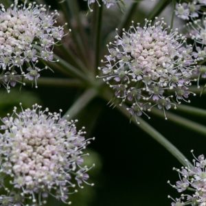 Angélique officinale BIO