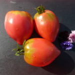Plants de tomate bio Colgar