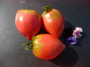 Plants de tomate bio Colgar