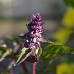 Basilic Thaï BIO