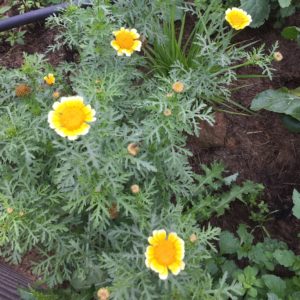 Chrysanthème comestible BIO