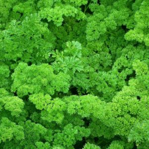 Persil frisé vert foncé BIO