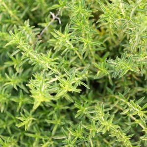 Sarriette annuelle BIO