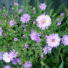 Aster Lady in Blue(3)