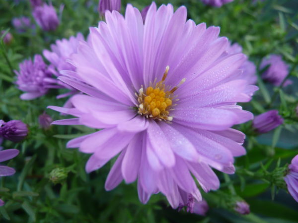 Aster Lady in Blue