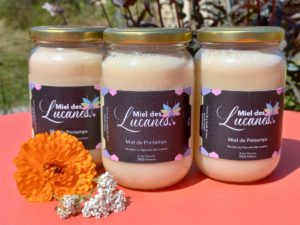 Miel des Lucanes printemps