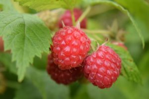 raspberries-g1f1f34db4_1280
