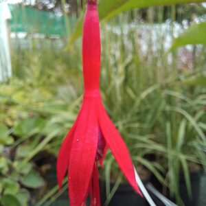 Fuchsia comestible ‘Regal’ BIO