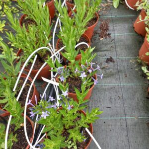 Amsonia tabernaemontana ‘Blue Ice’