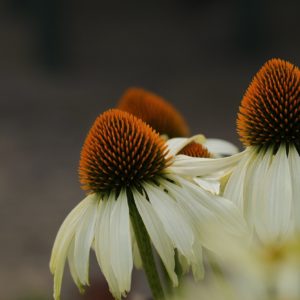 Echinacée ‘White Swan’ (à fleurs blanches) BIO