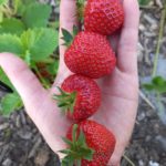 Choisir ses fraisiers