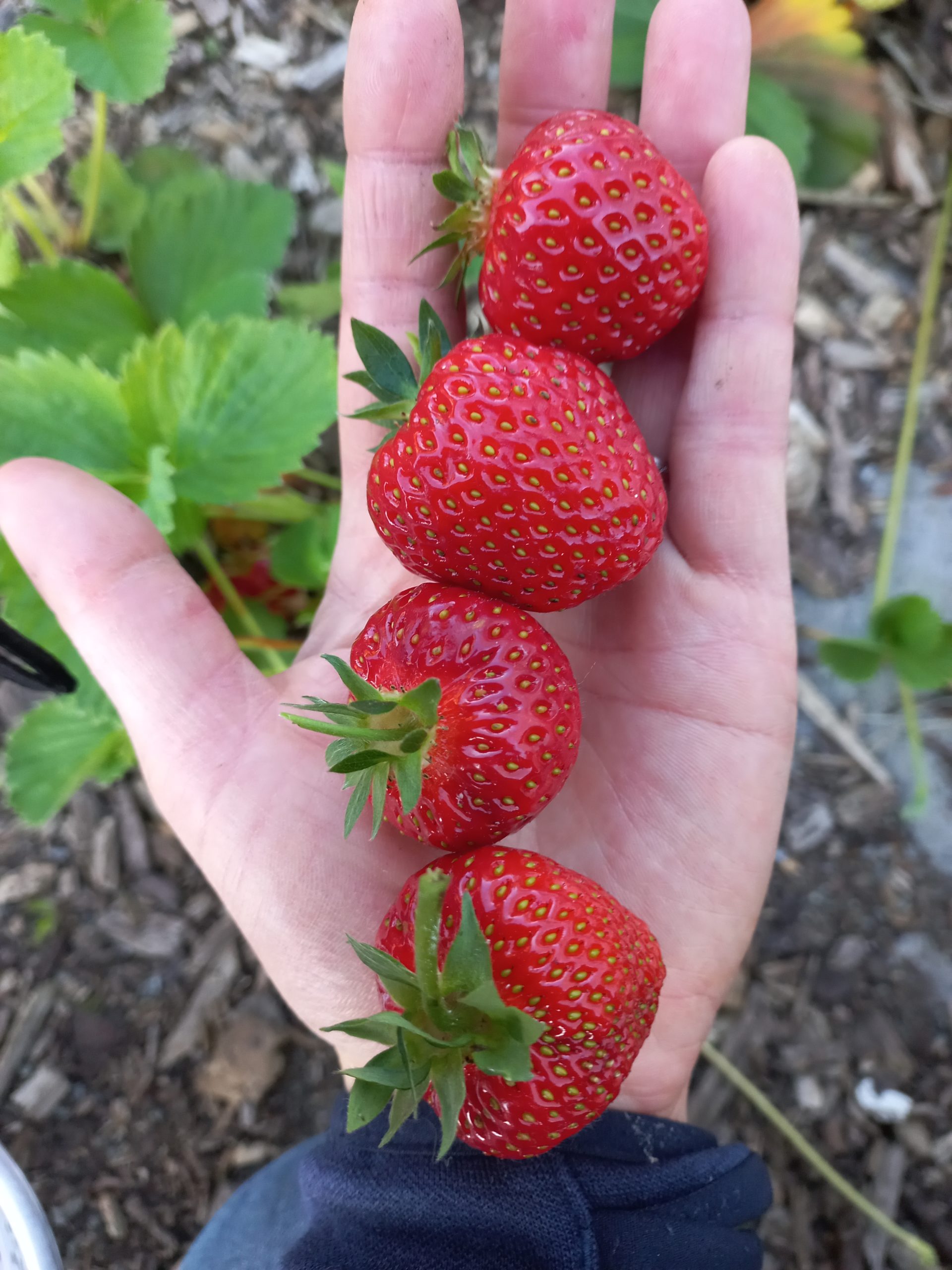 Lire la suite à propos de l’article Guide pour choisir ses fraisiers
