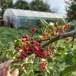 pepiniere bio rennes