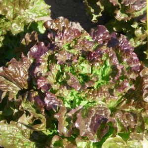 Laitue batavia ‘Rouge Grenobloise’ BIO