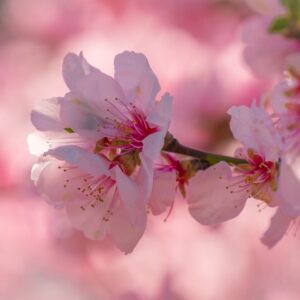 Cerisier à fleurs ‘Mikinori’