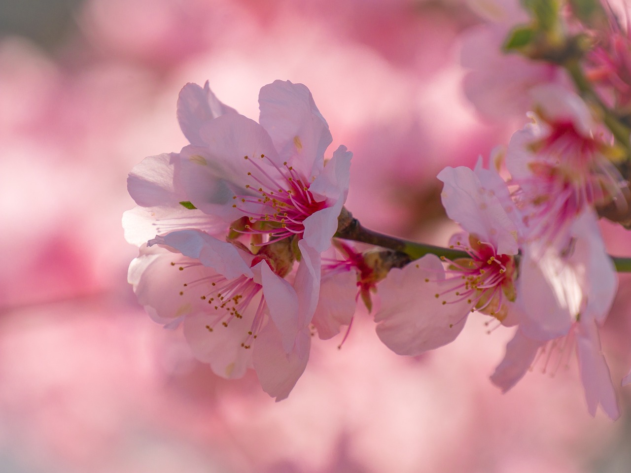 cerisier à fleurs
