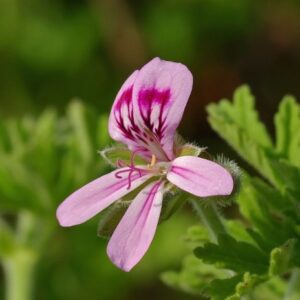 Géranium rosat BIO