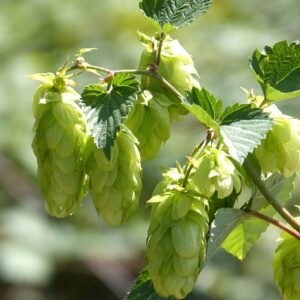 Houblon BIO