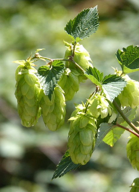 Houblon