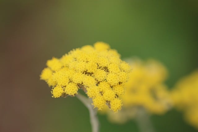 Immortelle d'Italie